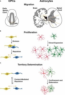 Glial Patchwork: Oligodendrocyte Progenitor Cells and Astrocytes Blanket the Central Nervous System